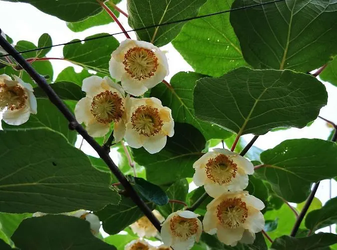 In Kranjska Krain 42901 Vakantiehuis